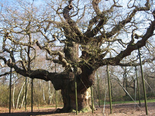 Chêne immense et noueux aux branches étayées, en hiver