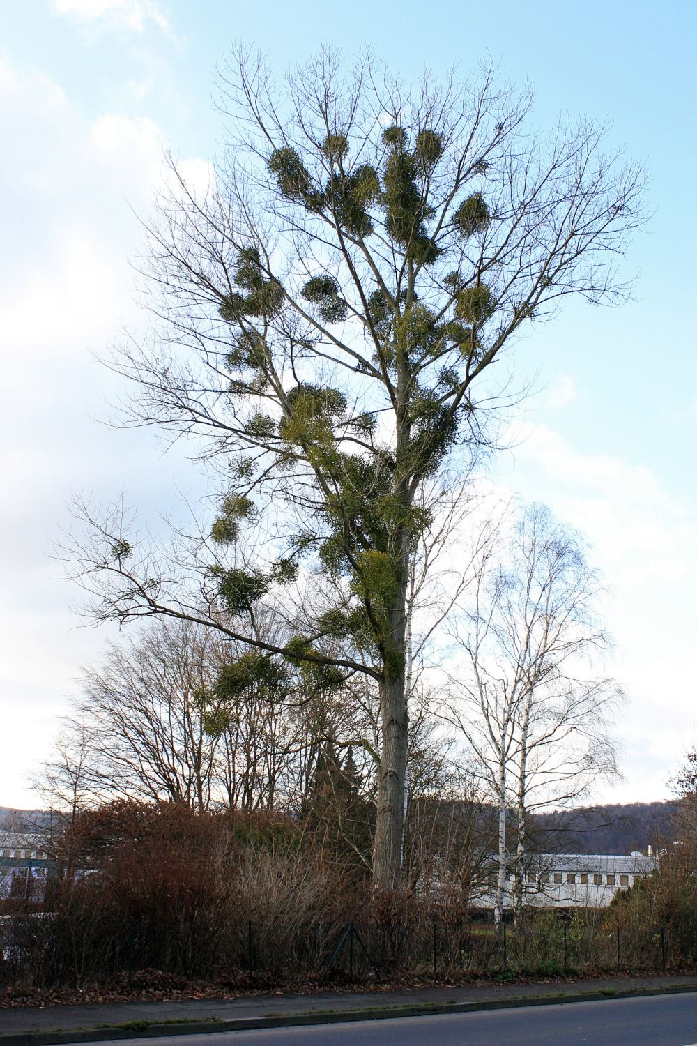 Grand arbre dénudé en hiver portant de nombreuses touffes rondes de gui