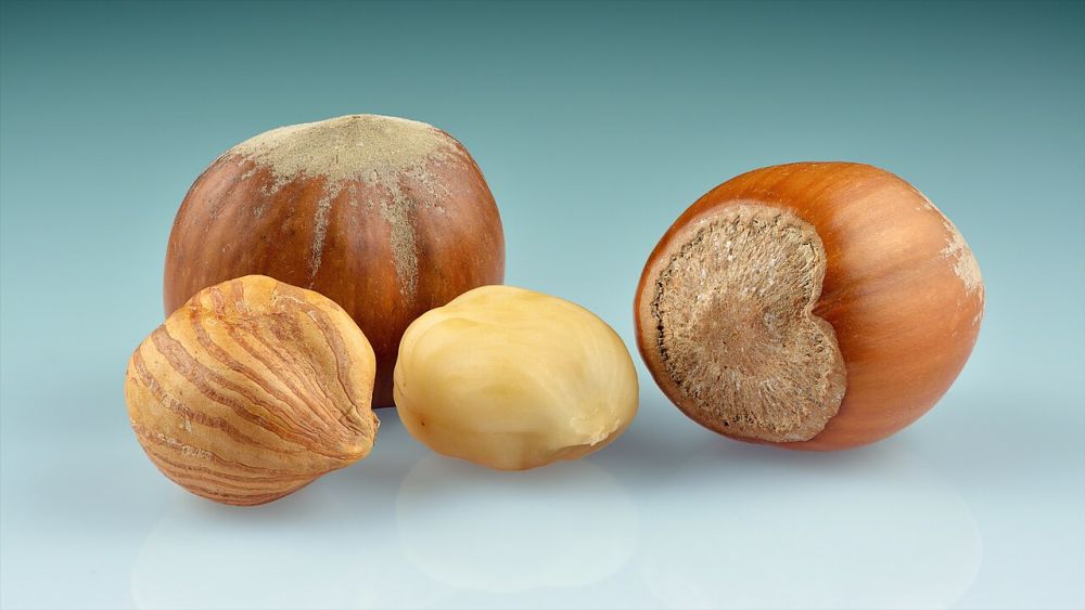Noisettes entières en coque brune et amandes décortiquées, en gros plan